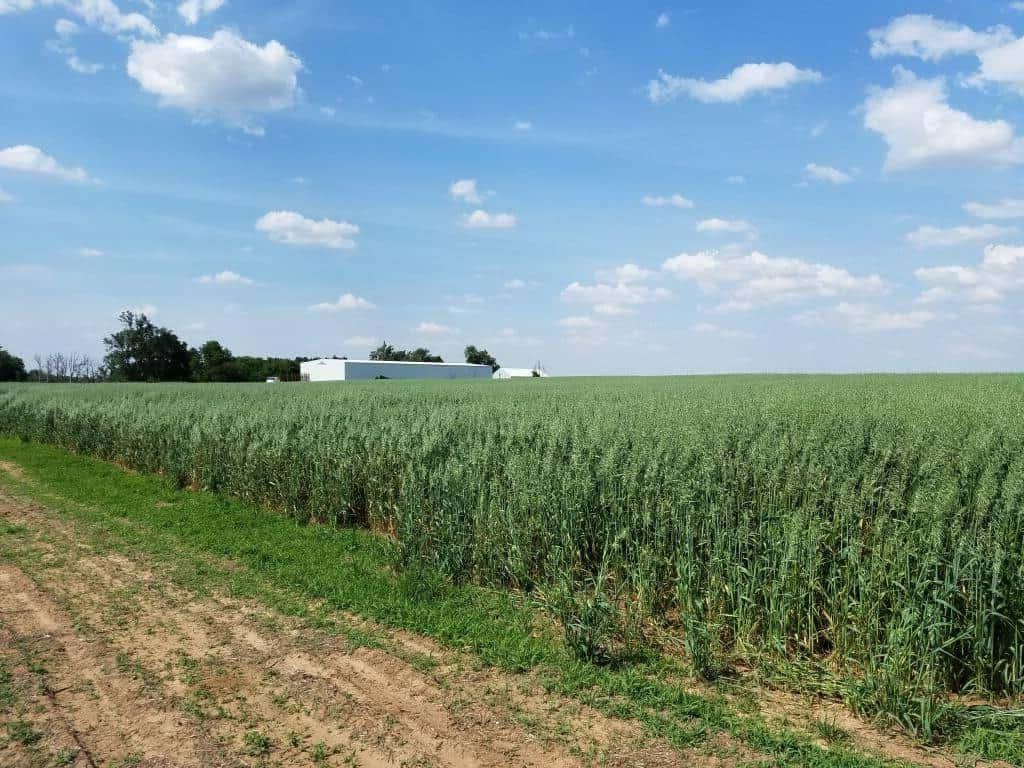 Field of oats